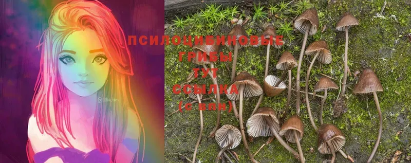 Псилоцибиновые грибы Cubensis  дарнет шоп  Дмитров 